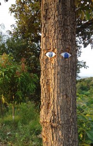 Ojos Arboles - Tree Eyes